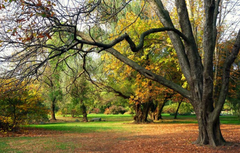 Arboricultura Urbana en Leganés: